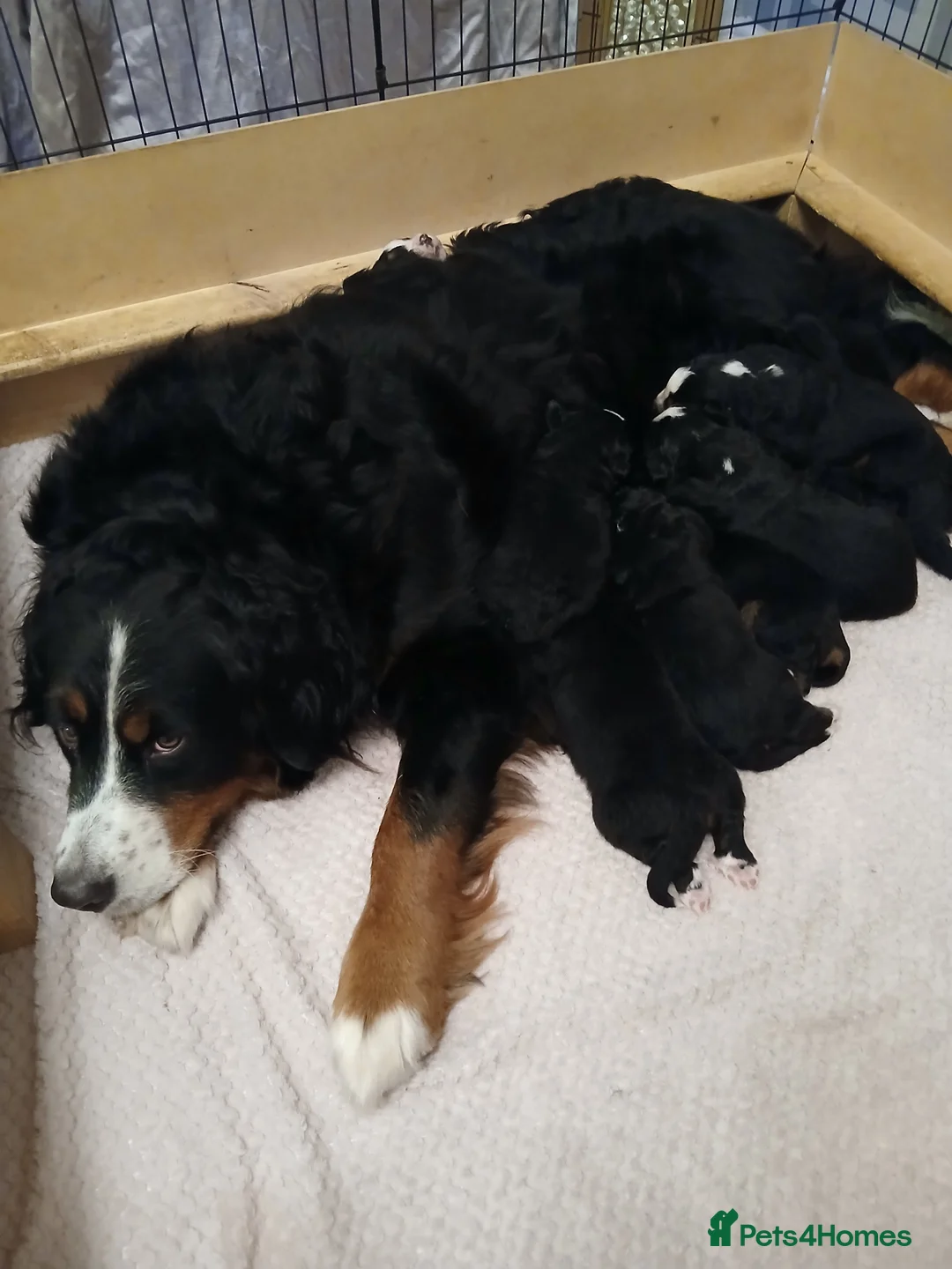 Bernese Mountain Dog dogs for sale: Bernese Mountain Dog pups. in Ormskirk - Advert 1