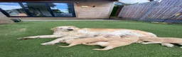 Golden Retriever dogs for sale: 5 Star ⭐️ Golden Retrievers 💙🩷🩷 - Advert 8