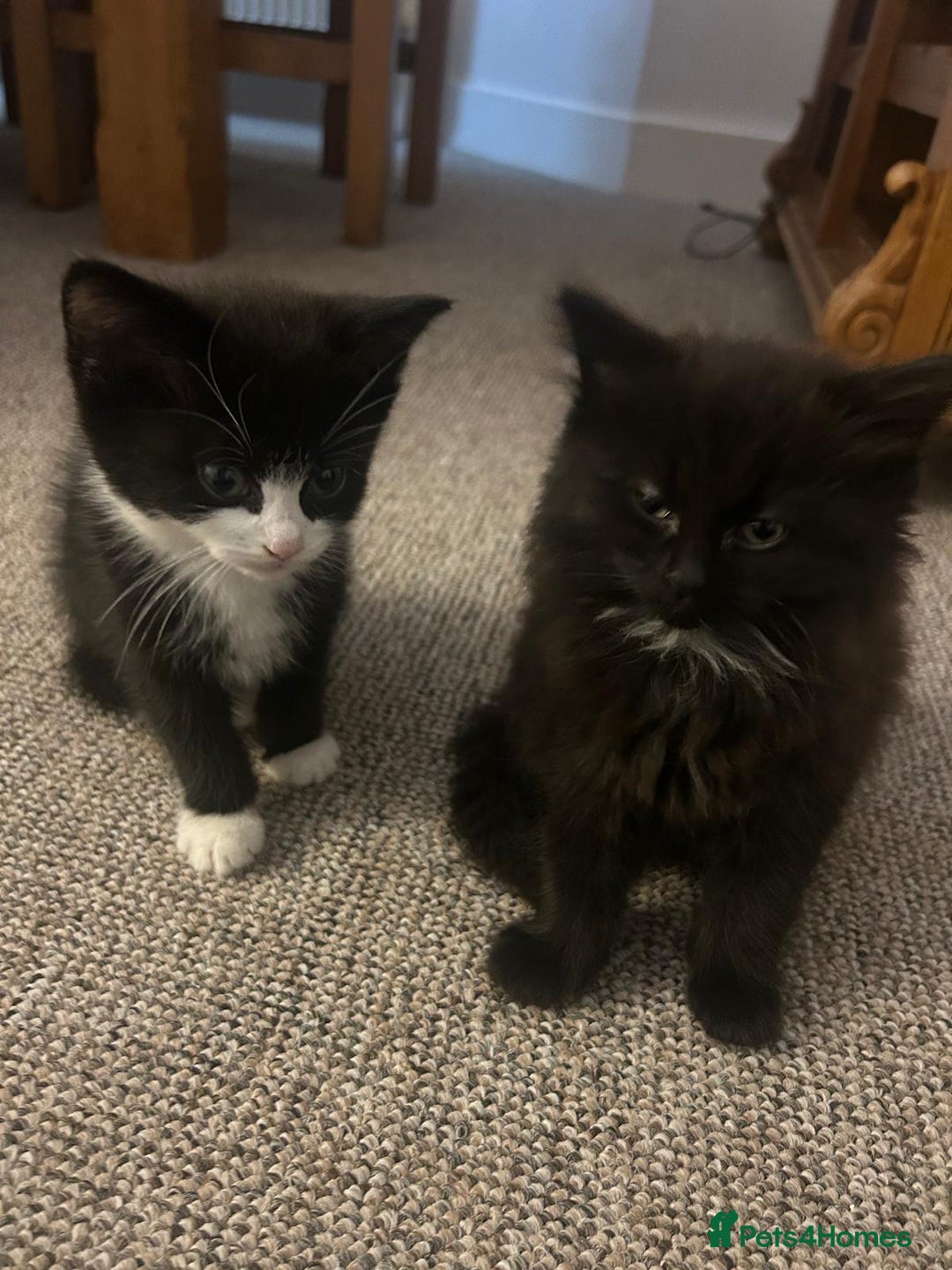 British Shorthair cats for sale: Beautiful kittens for sale - Advert 7