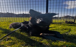 German Shepherd dogs for sale: Ace - Male German Shepherd (1 yr old) - Advert 7