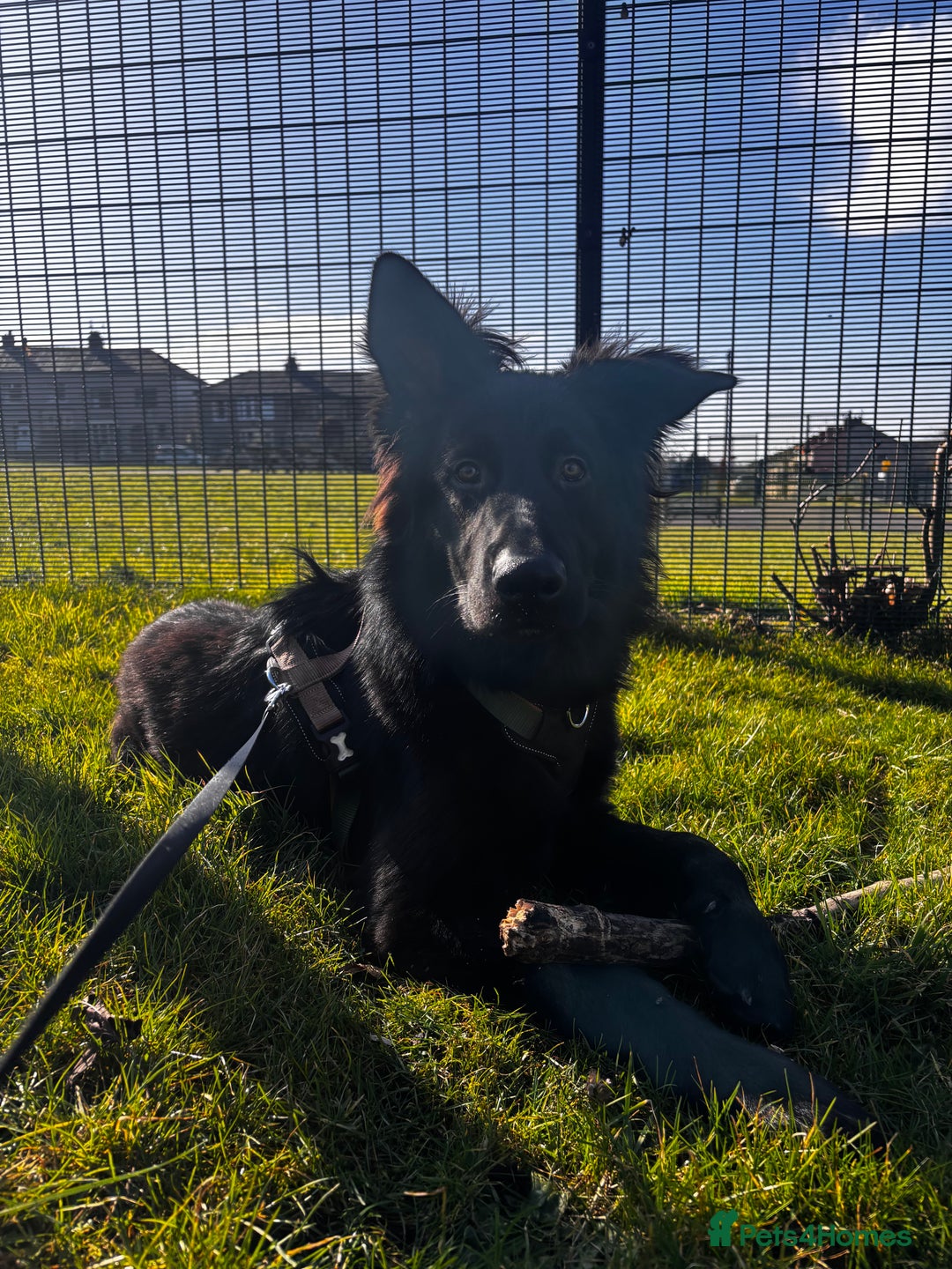German Shepherd dogs for sale: Ace - Male German Shepherd (1 yr old) - Advert 7