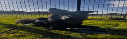 German Shepherd dogs for sale: Ace - Male German Shepherd (1 yr old) - Advert 7