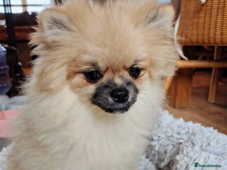 Pomeranian dogs - Advert 10