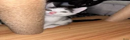 Mixed Breed cats for sale: 4 lively kittens looking for forever homes  - Advert 12