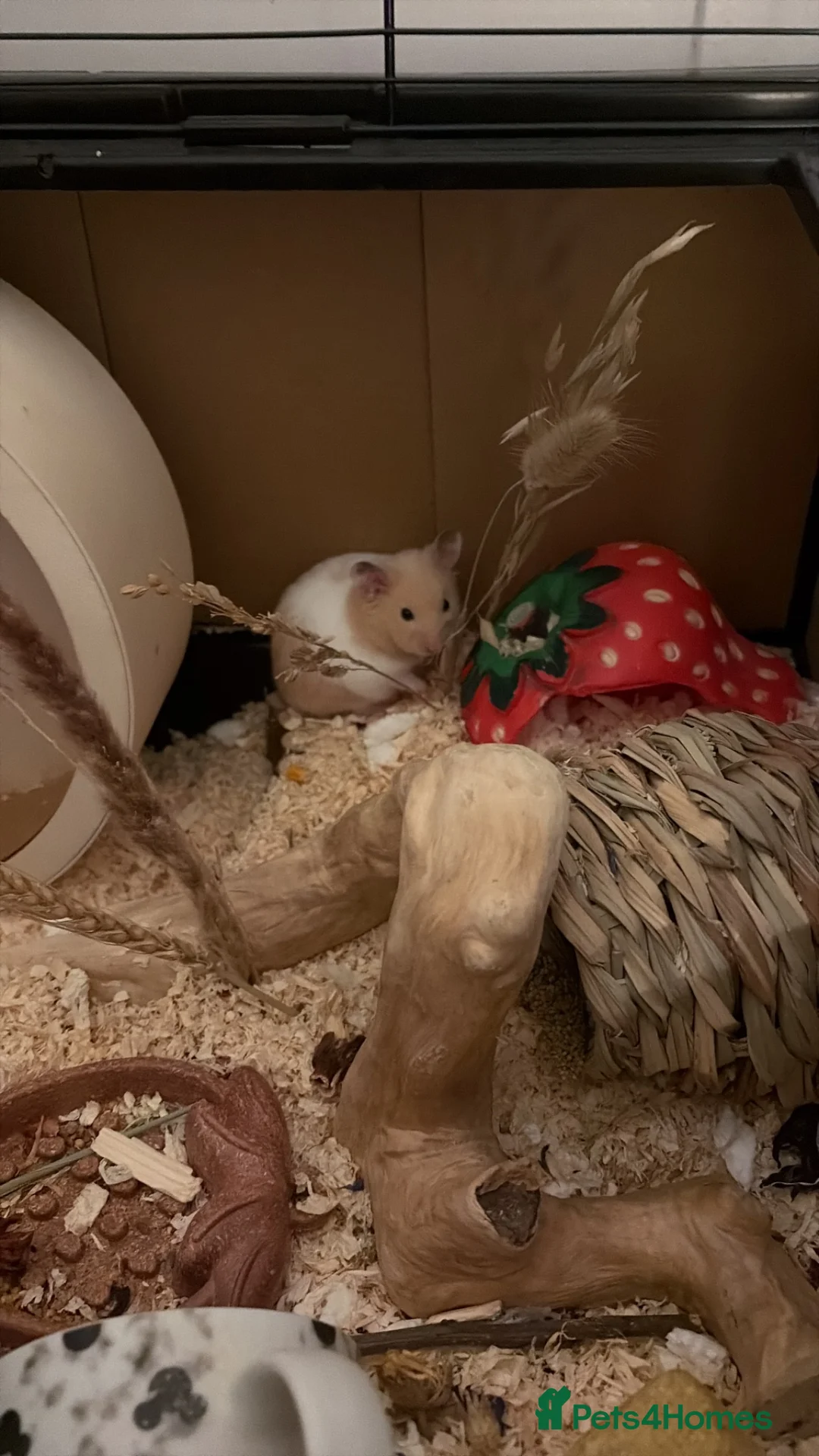 Hamster rodents for sale: Male Syrian hamster and cage  - Advert 1