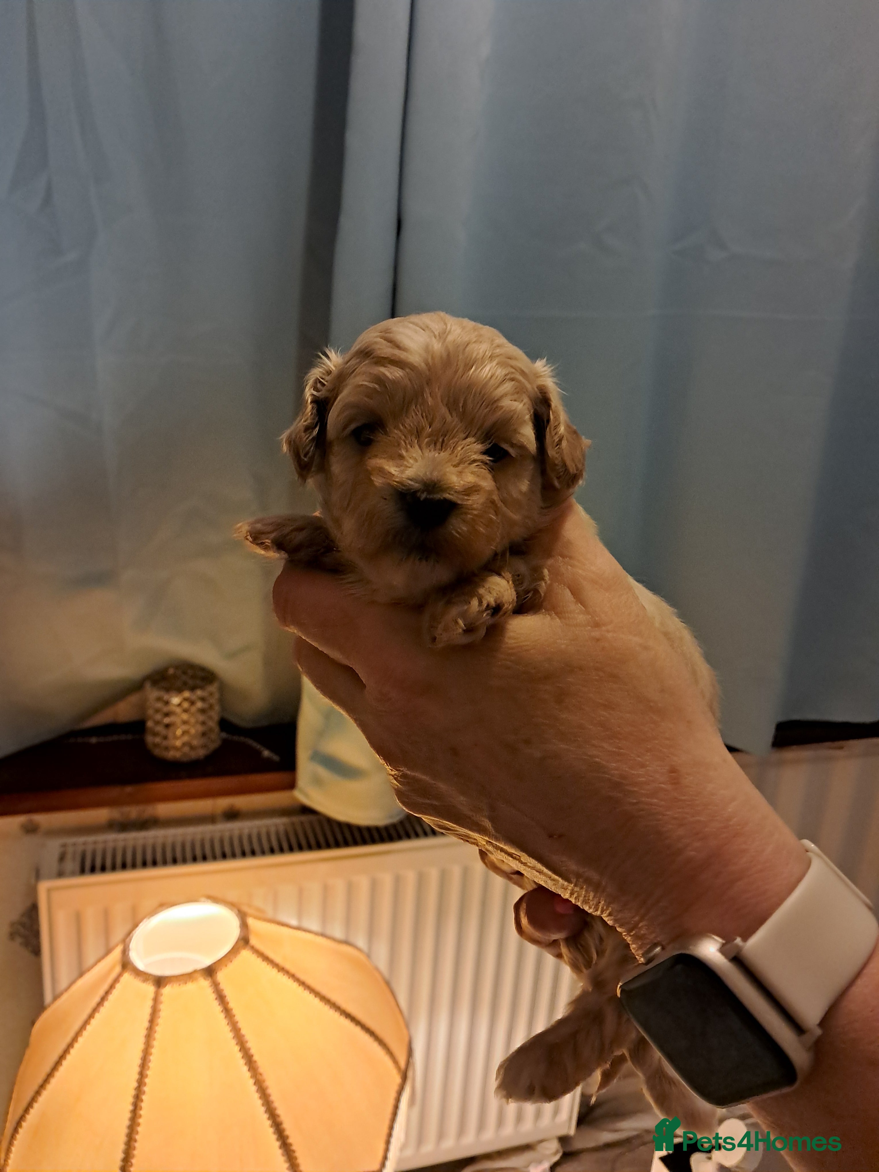 Maltipoo dogs Beautiful Maltipoo Pups - Advert 3