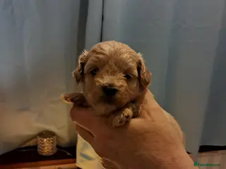 Maltipoo dogs Beautiful Maltipoo Pups - Advert 3