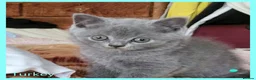 British Shorthair cats for sale: 3 beautiful blue BSH - Advert 7