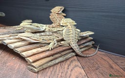 Bearded Dragon reptiles for sale: Baby bearded dragons - Image 3