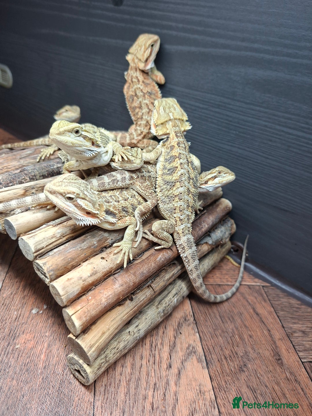 Bearded Dragon reptiles for sale: Baby bearded dragons - Image 3