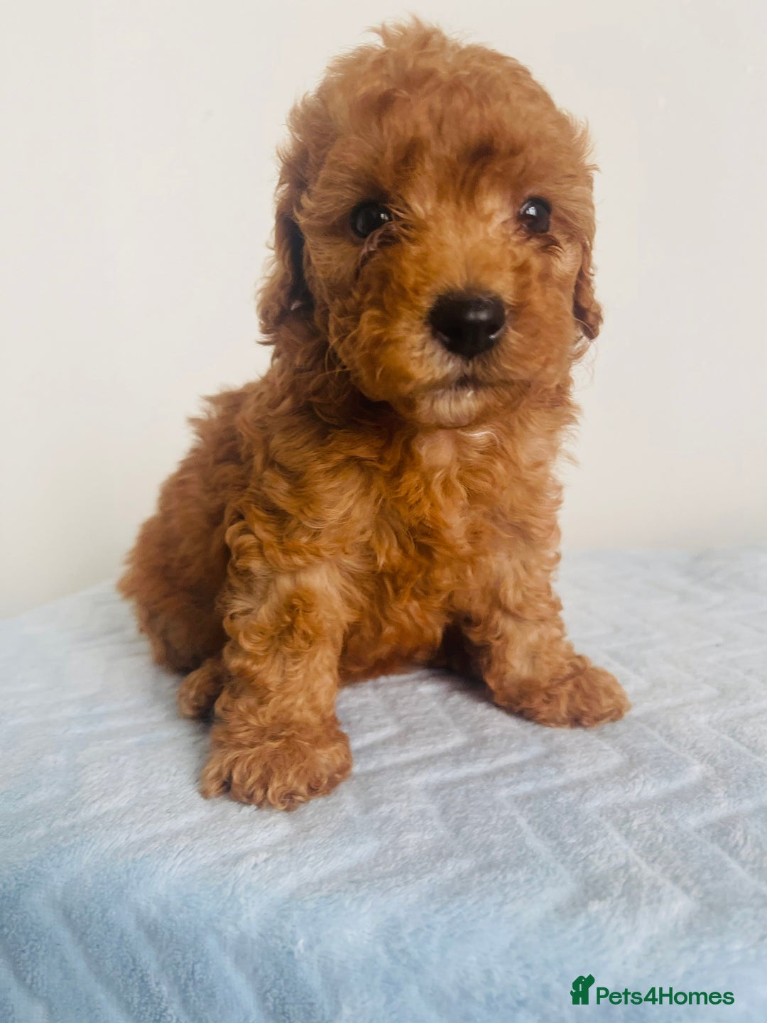 Maltipoo dogs for sale: 🐾 F1BB Maltipoo Puppies  - Image 3