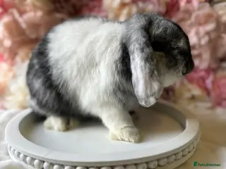 Mini Lop rabbits ❤️Mini Lop Female ❤️ - Advert 6