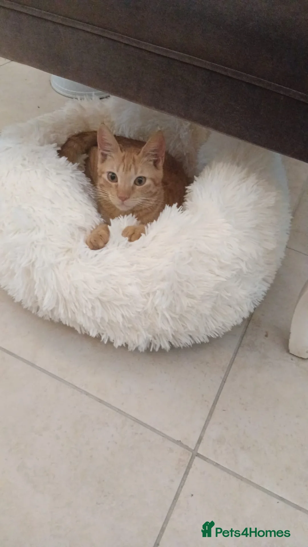 Mixed Breed cats for adoption: AZY - INTELLIGENT AFFECTIONATE KITTEN NEUTERED  - Advert 5