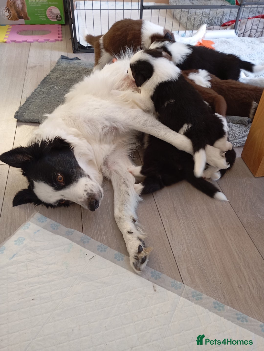 Border Collie dogs for sale: Stunning border collie babies - Advert 8