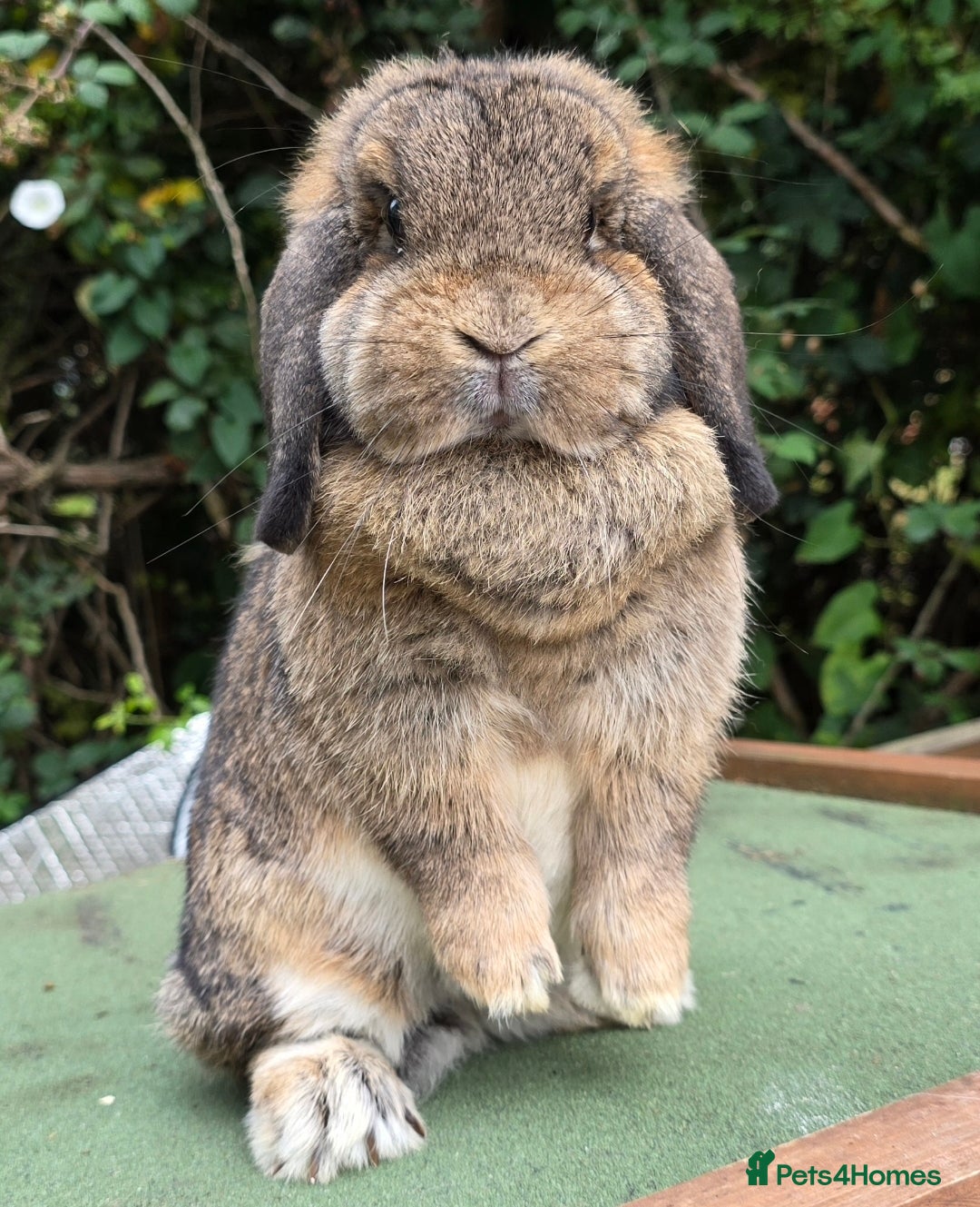 Mini Lop rabbits for sale: 3 stunning mini lops available  - Image 2
