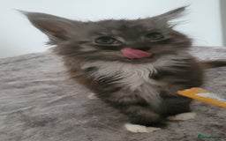 Maine Coon cats for sale: Maine coon X  - Image 5