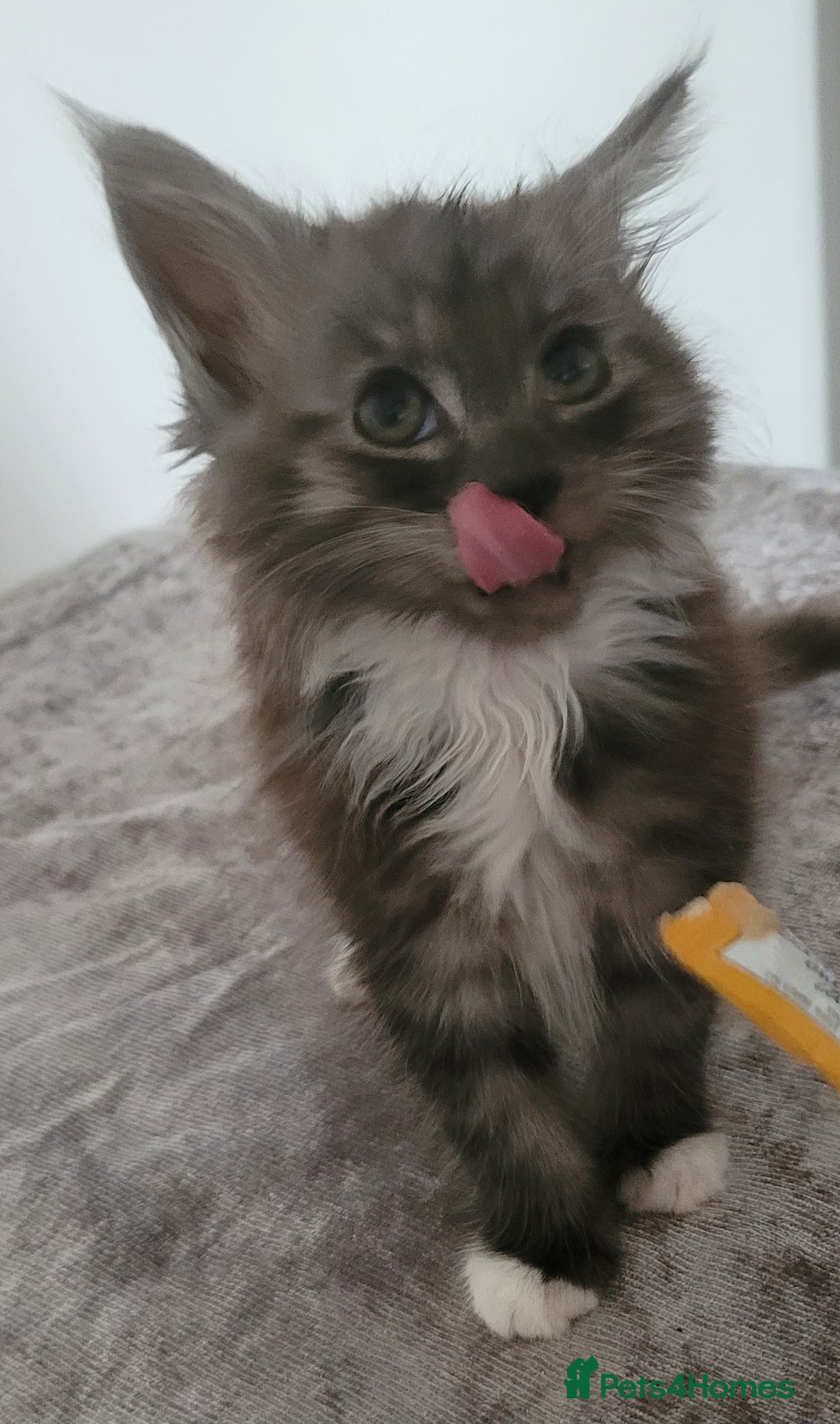 Maine Coon cats for sale: Maine coon X  - Image 5