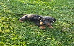 Dachshund dogs for sale: Gorgeous dachshund puppies - Image 1