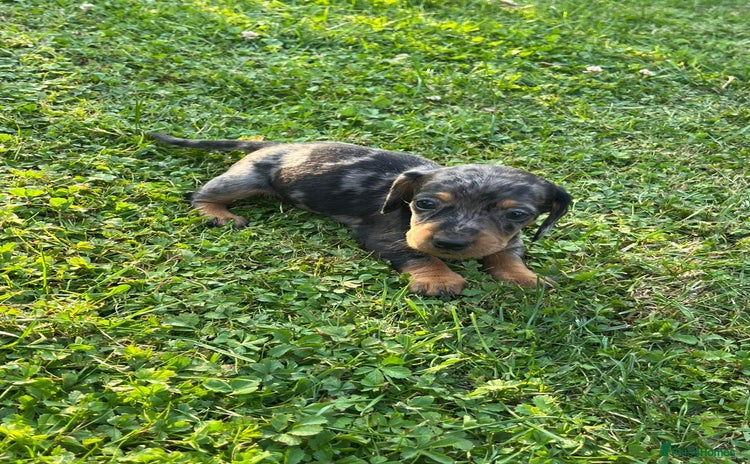 Dachshund dogs - Advert 1