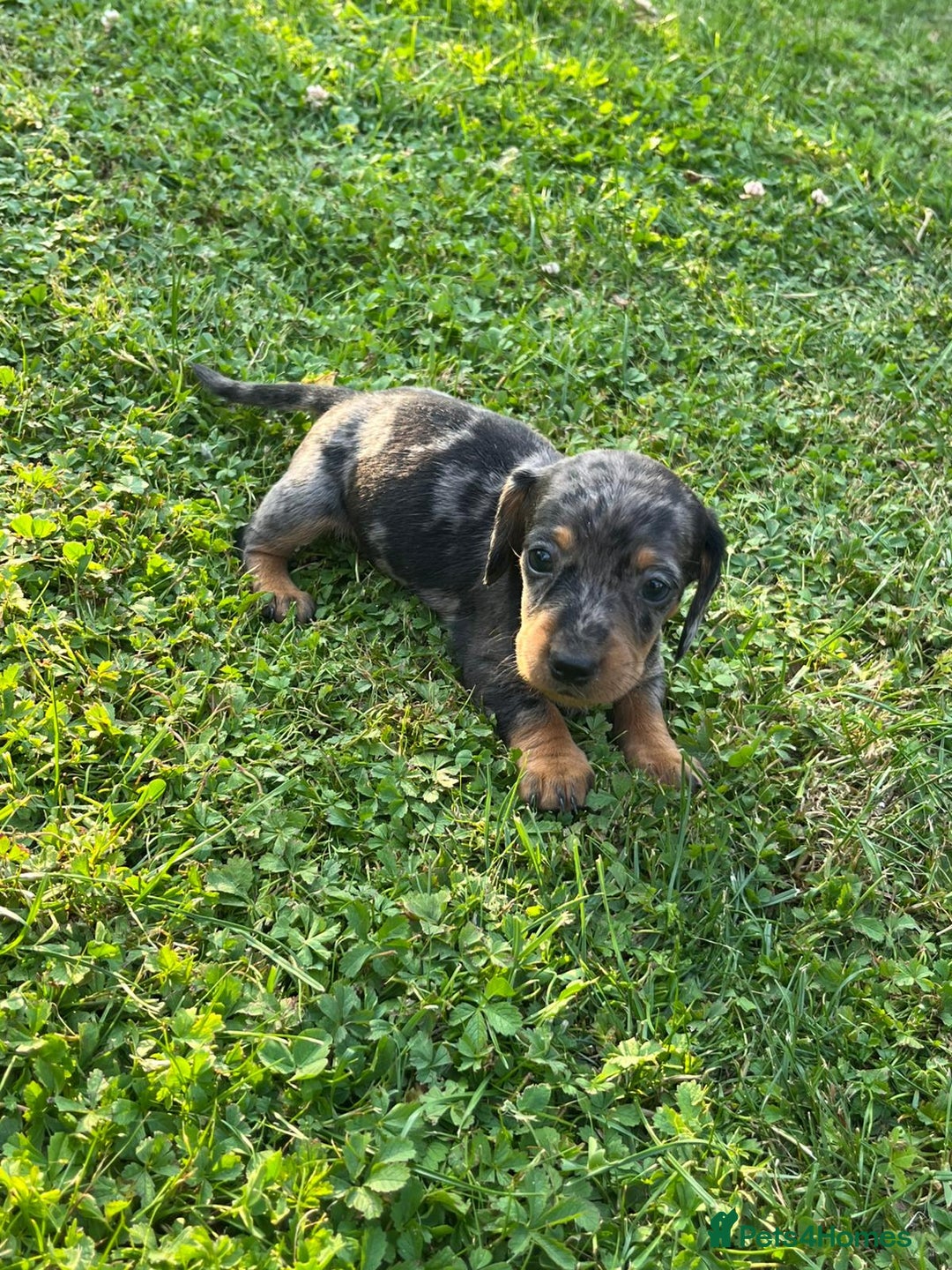 Dachshund dogs for sale: Gorgeous dachshund puppies - Image 1