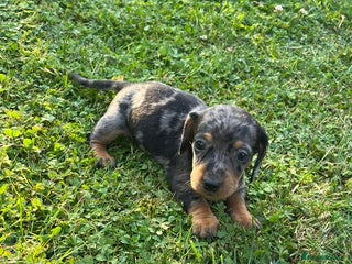 Dachshund dogs - Advert 14