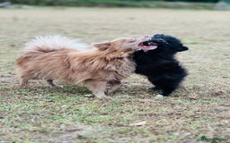 Pomeranian dogs for sale: Perfect poms - Image 18