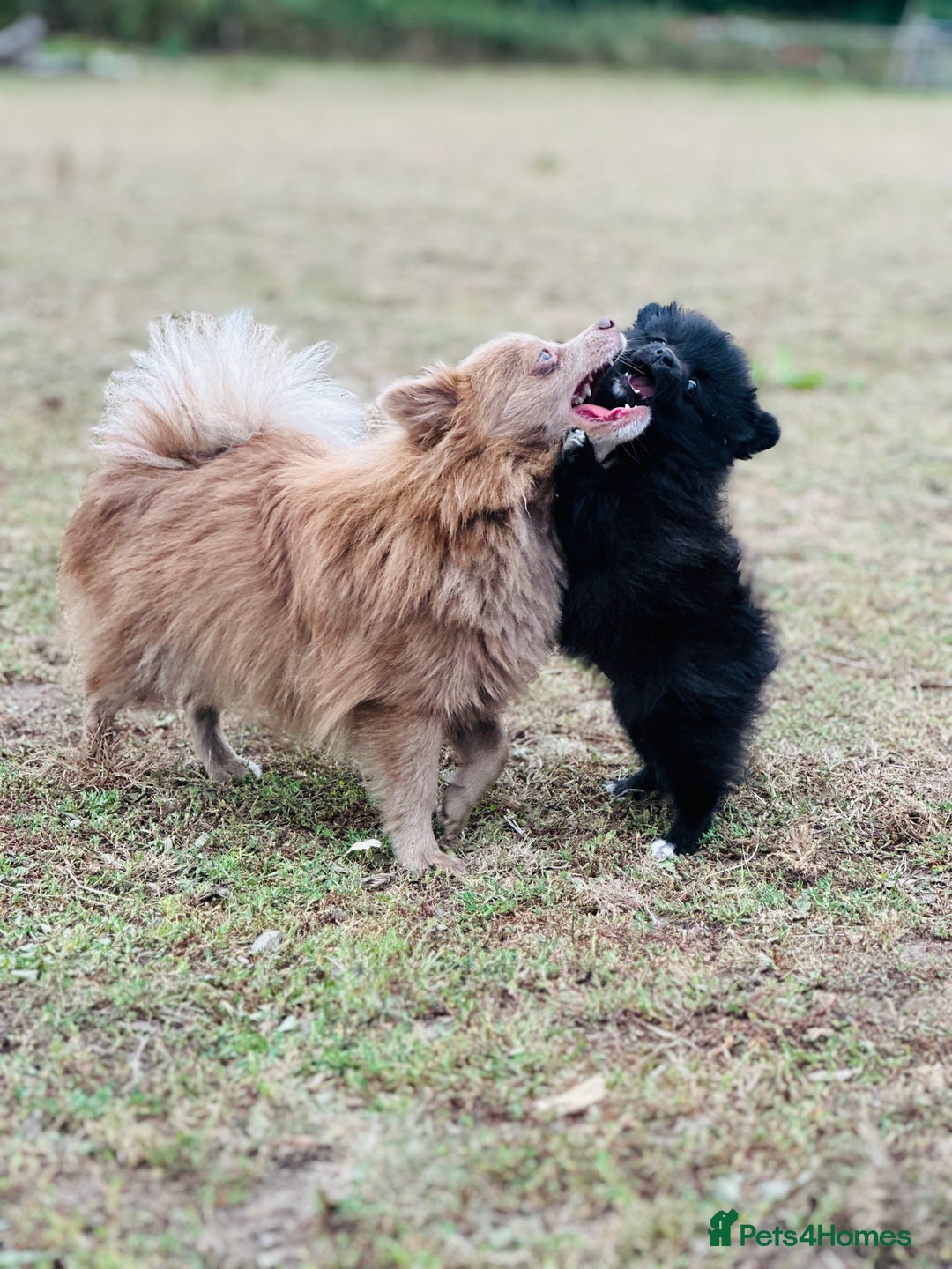 Pomeranian dogs for sale: Perfect poms - Image 18