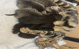 British Shorthair cats for sale: British shorthair kittens - Image 4