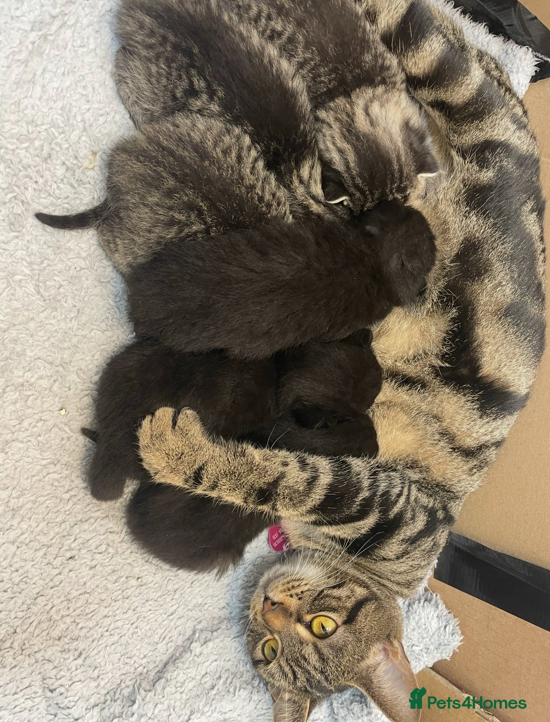 British Shorthair cats for sale: British shorthair kittens - Image 4