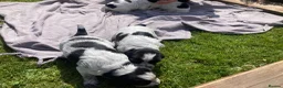 Cocker Spaniel dogs for sale: Pedigree Roan Cocker Spaniel puppies - 3 boys left - Advert 18
