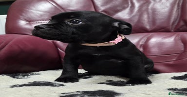 Staffordshire Bull Terrier dogs - Advert 7