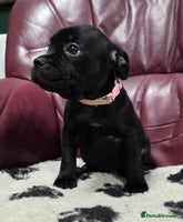 Staffordshire Bull Terrier dogs - Advert 3