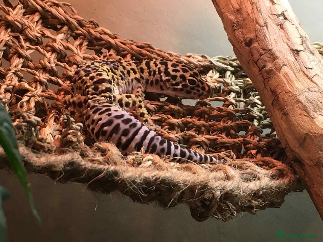 Leopard Gecko reptiles for sale: Leopard Gecko - Advert 5