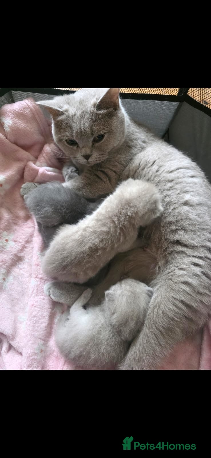 British Shorthair cats for sale: British shorthair - Advert 5