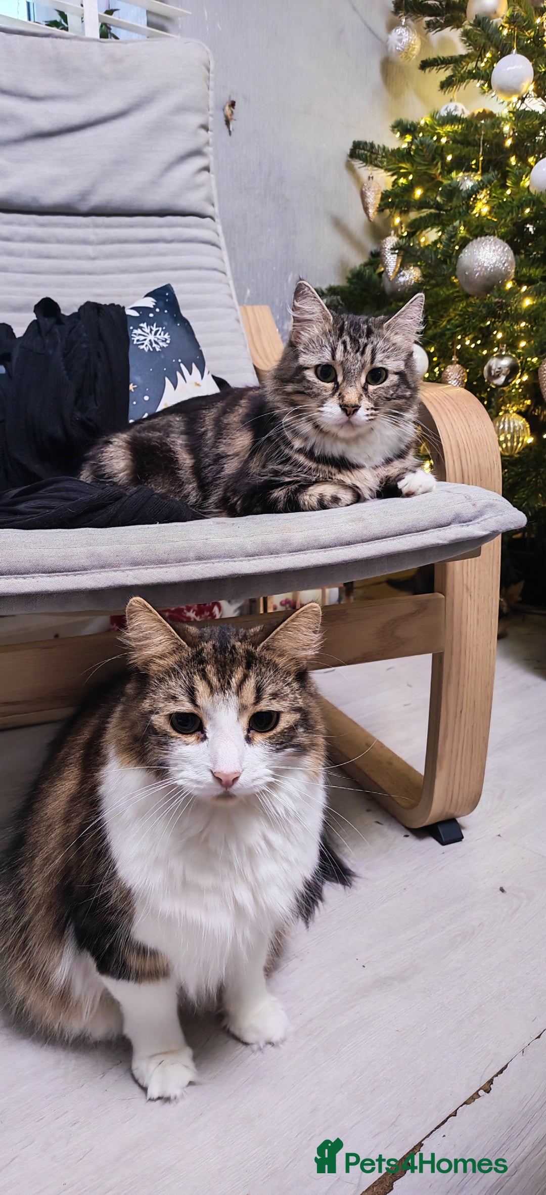 Siberian cats for sale: Siberian kittens  - Advert 5