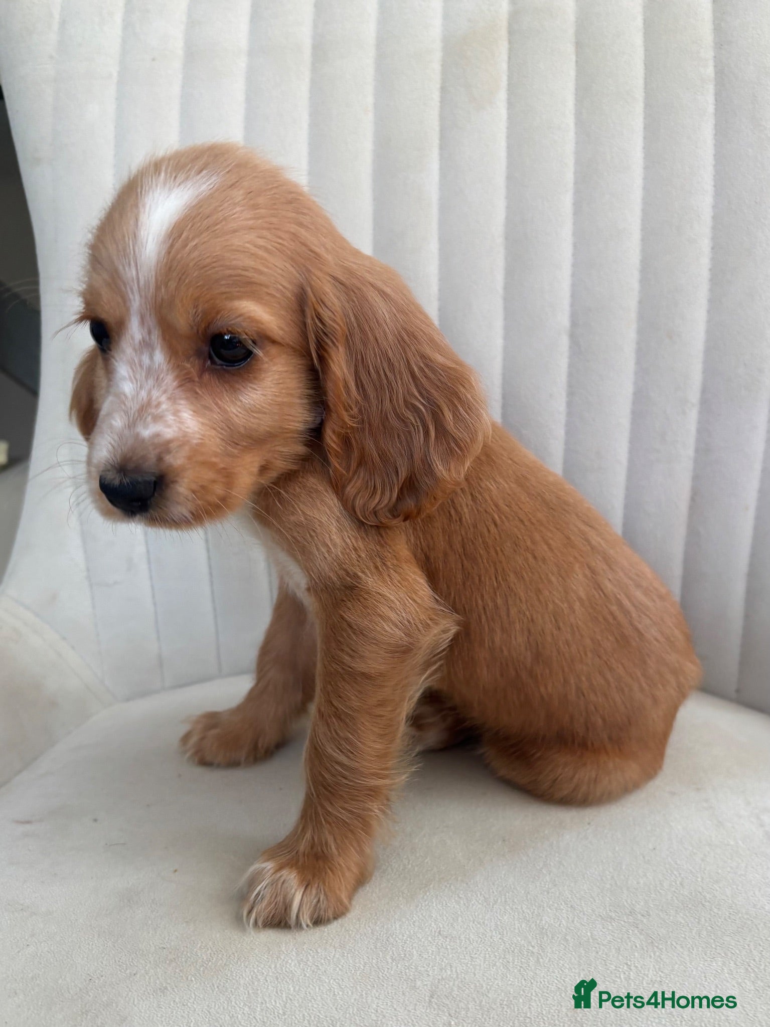 Cocker Spaniel dogs Cocker spaniel puppy’s READY NOW - Advert 14