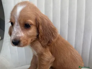 Cocker Spaniel dogs Cocker spaniel puppy’s READY NOW - Advert 14