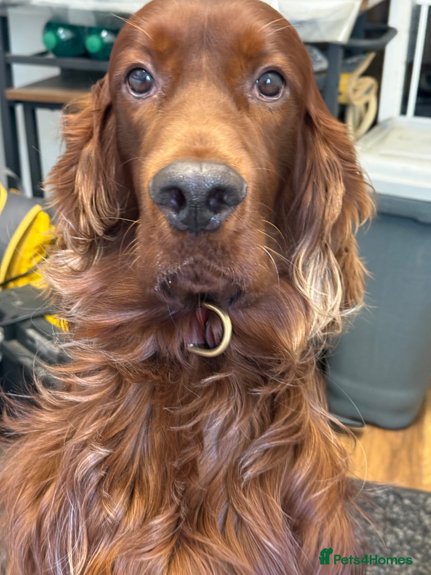 Irish Setter dogs 3 yr old male Irish setter - Advert 2