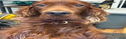 Irish Setter dogs for sale: 3 yr old male Irish setter in Westcliff-on-Sea - Advert 1
