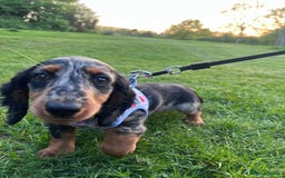 Miniature Dachshund dogs for sale: Gorgeous Dapple Girl for sale  - Image 5