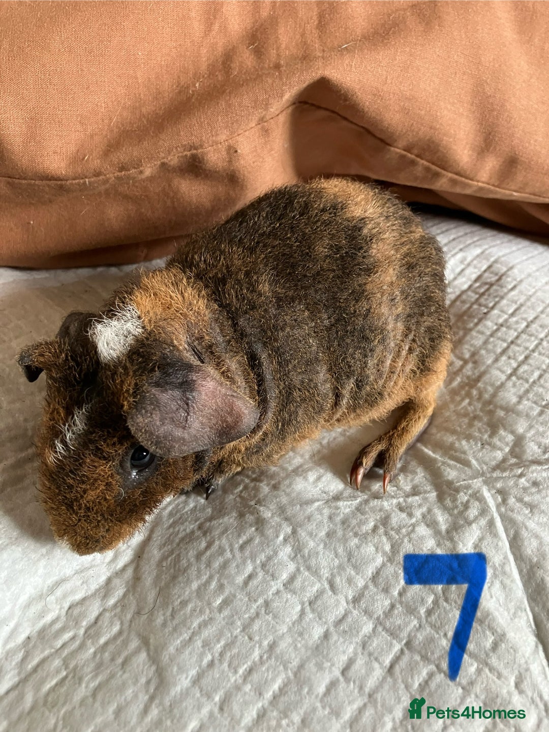 Guinea Pig rodents for sale: Well handled skinny pigs.  - Image 14