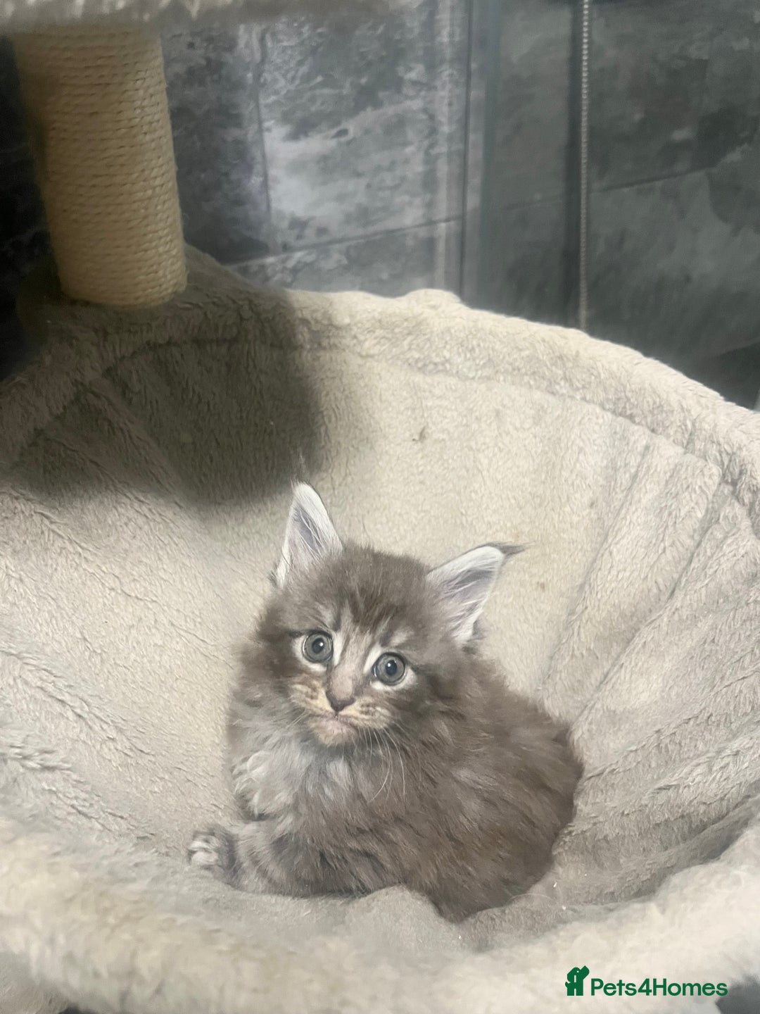 Maine Coon cats for sale: XL Maine coon kittens  - Advert 5