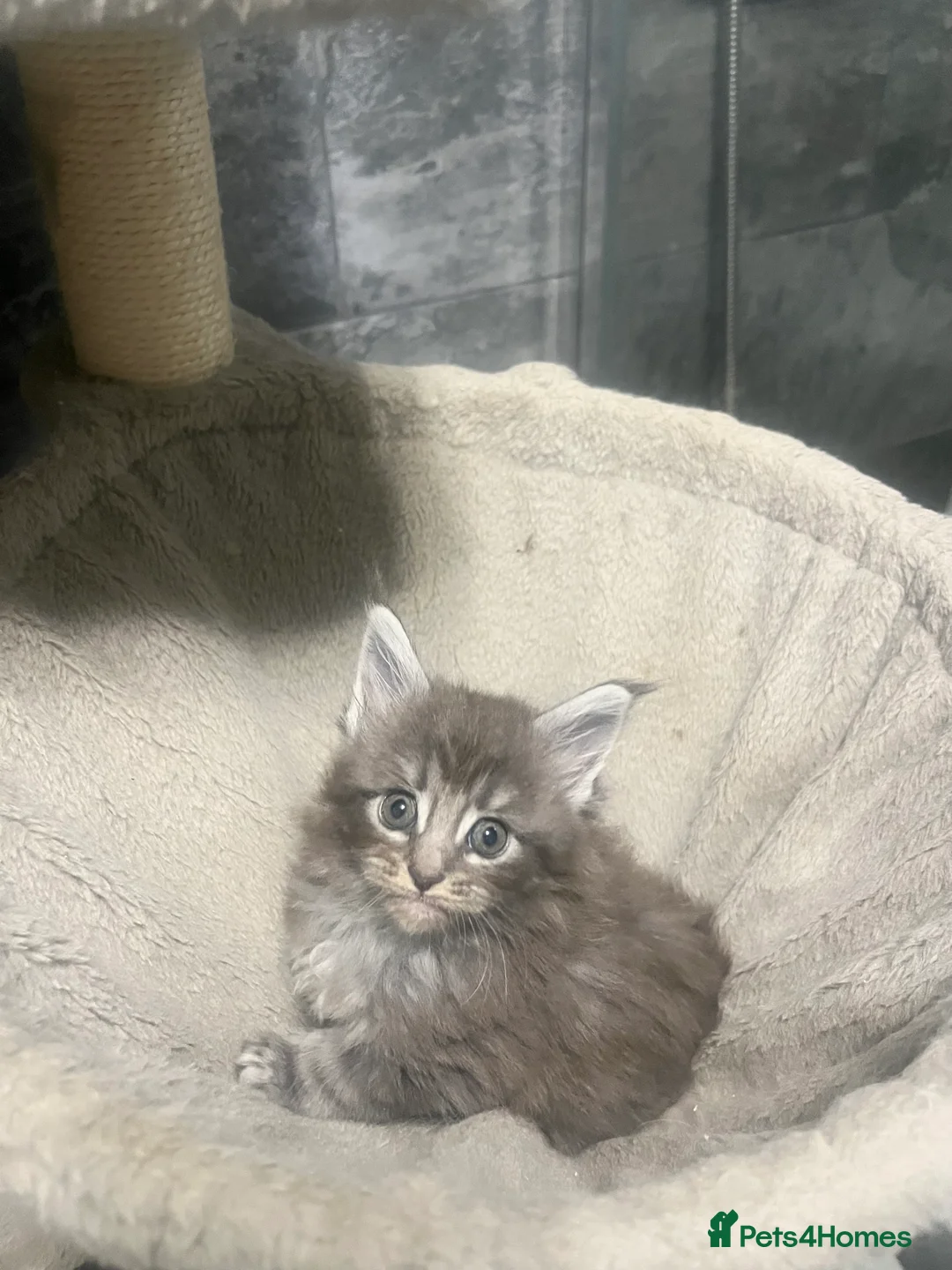 Maine Coon cats for sale: XXL Maine coon kittens  - Advert 5