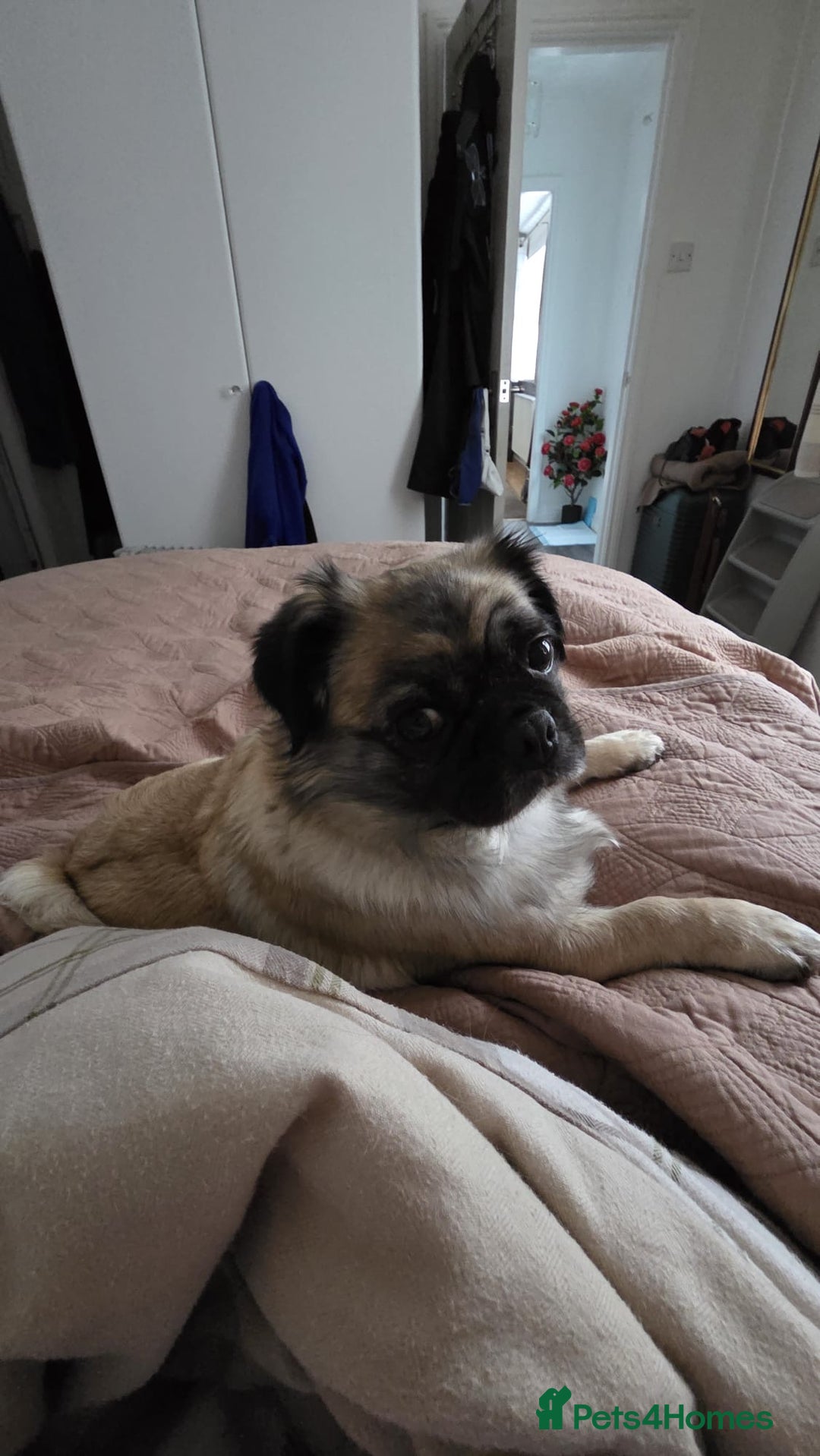 Pug dogs for sale: Beautiful KC Reg spayed fluffy pug needs home 💖 - Advert 11
