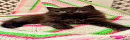 Mixed Breed cats for sale: 💖 MAINE COON X RAGDOLL *PARENTS HEALTH TESTED* 💖 - Advert 6