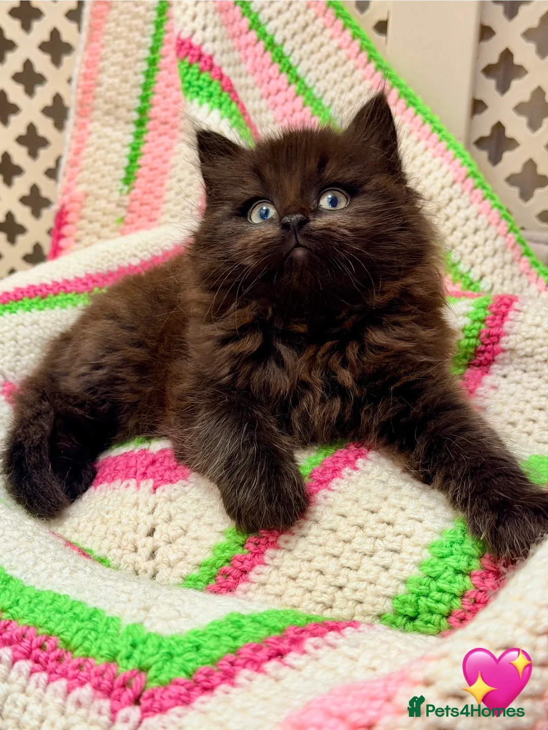 Mixed Breed cats for sale: 💖 MAINE COON X RAGDOLL *PARENTS HEALTH TESTED* 💖 - Advert 6