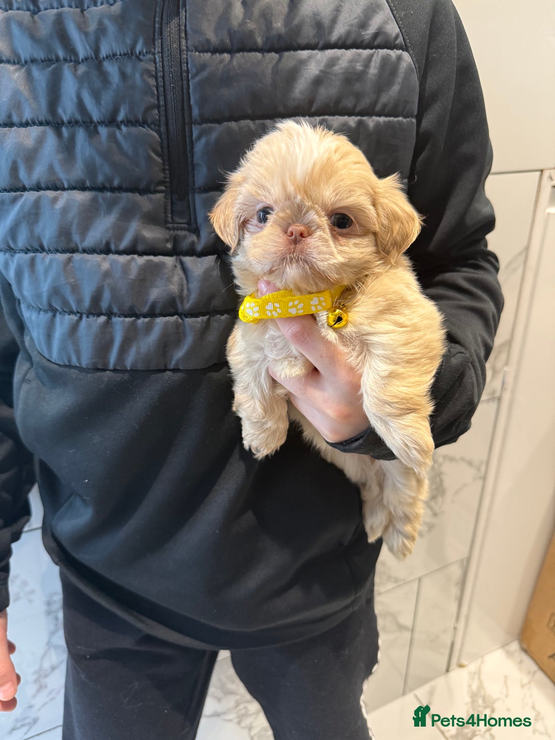 Shih Tzu dogs for sale: IMRERIAL SHIHTZU PUPPIES - Advert 22