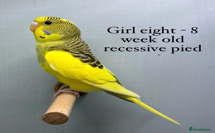 Budgerigars birds - Advert 7