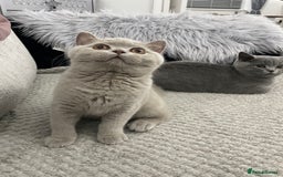 British Shorthair cats for sale: 🔥💗 GCCF FEMALE BRITISH SHORTHAIR KITTENS  - Image 7
