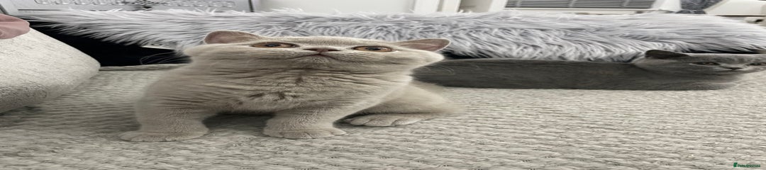 British Shorthair Kitten 1